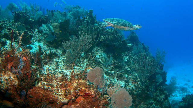 Tartaruga marina