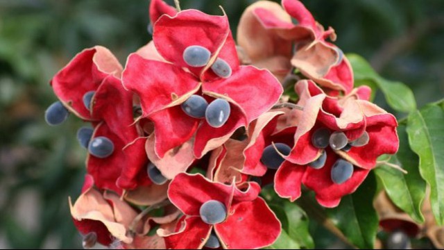 Fiori rossi &amp;#45; Aruba National Park