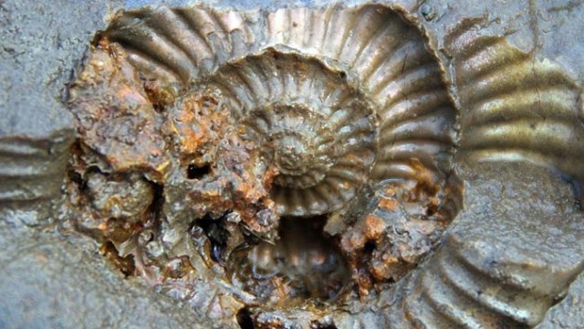 Fossile