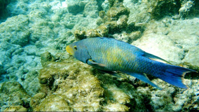 Pesce tropicale