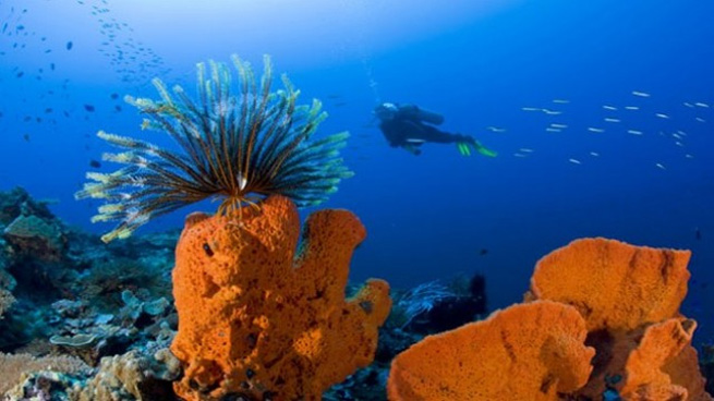 Sub tra i coralli marini