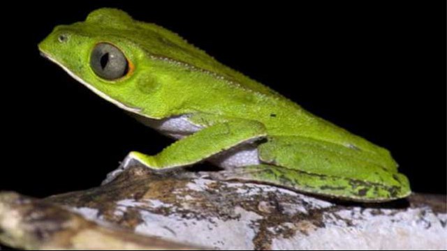 Bolivia Madidi National Park