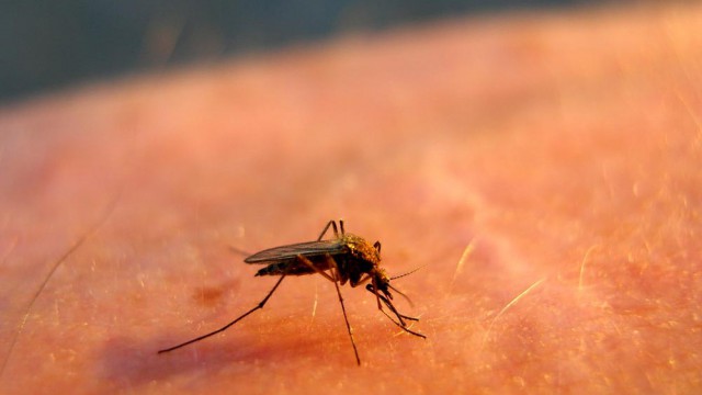 Zanzara malaria
