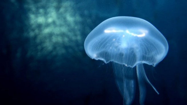 Gardaland medusa