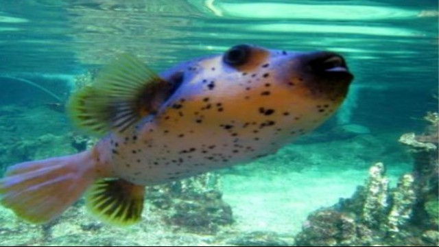 Acquario di Genova