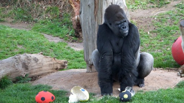 Gorilla Jersey Zoo Inghilterra