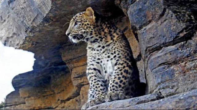 Leopardo Bioparco Valencia