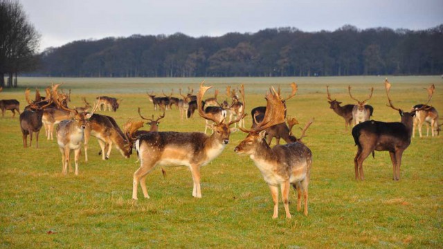 Cervi al Phoenix Park di Dublino