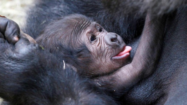 Piccolo gorilla Zoo di Dublino