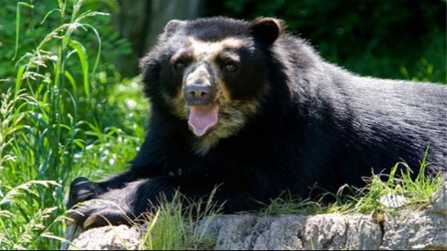 Zoo di Vienna