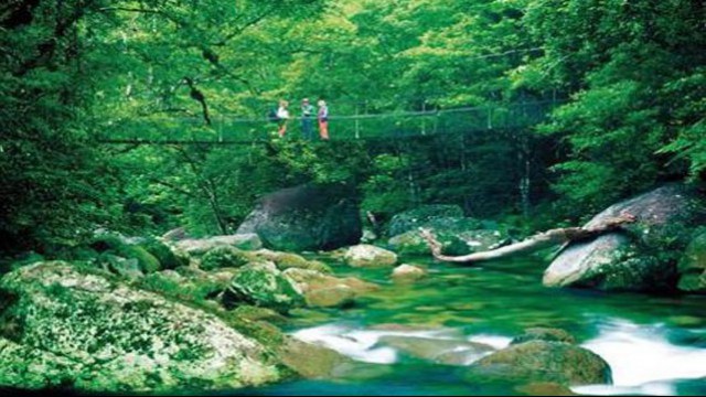 Australia Daintree National Park