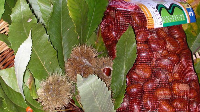 Marroni del Mugello