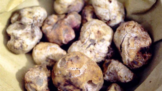 Tartufo bianco
