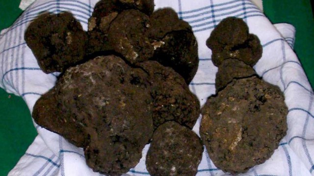 Tartufo nero