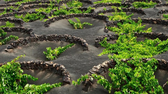 Vigne Lanzarote