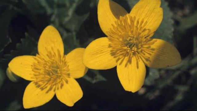 Calta palustre