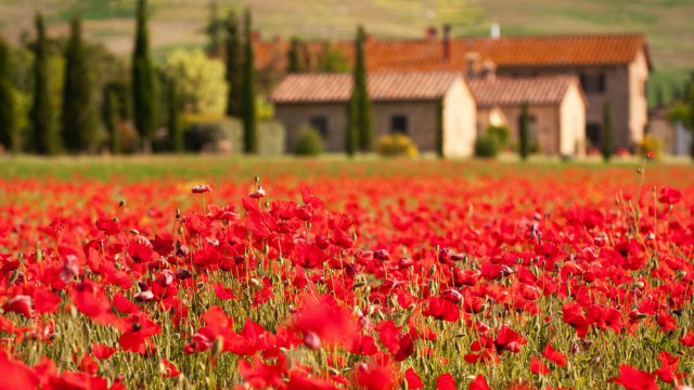Campagna maremmana