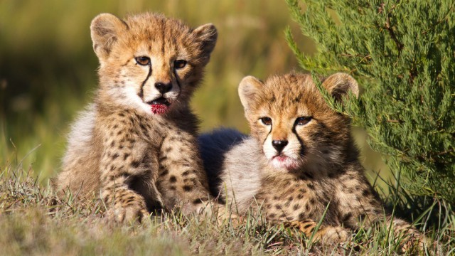 Cuccioli di leopardo