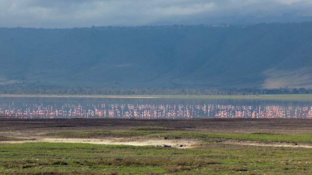 Fenicotteri sul lago