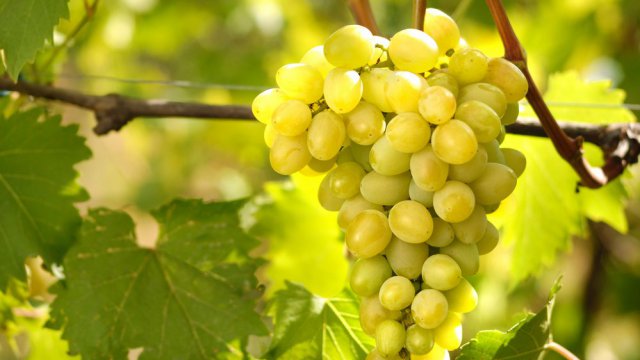 Festival della Malvasia