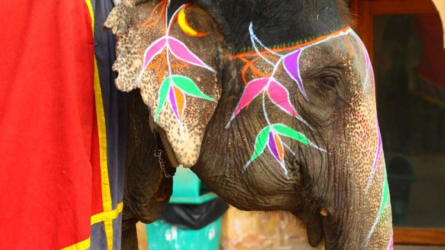 Holi Festival