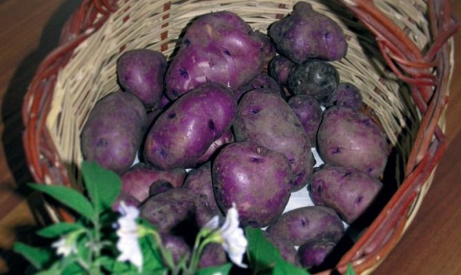patata turchesa patate viola cesto tuberi