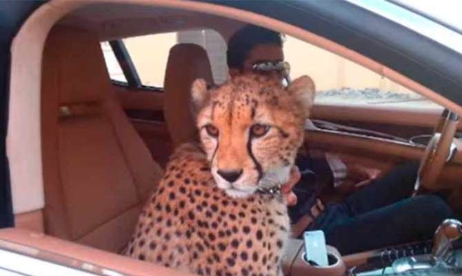Dubai leopardo