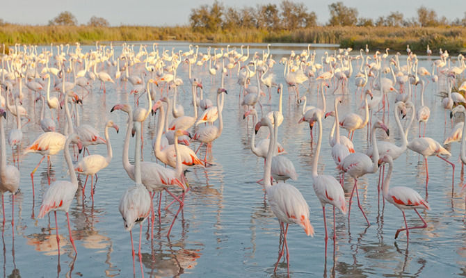 Camargue