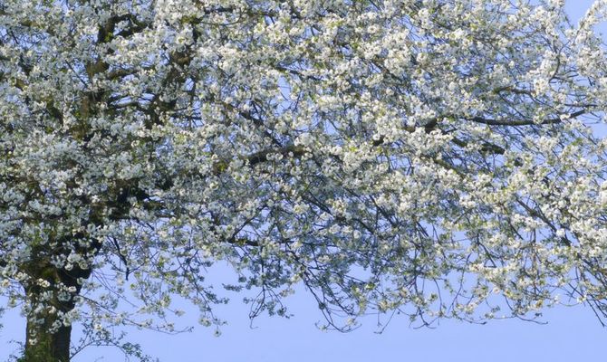 Albero in fiore