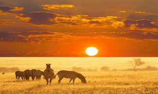 Safari nella Tanzania selvaggia