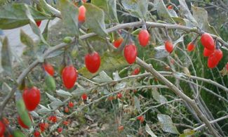 Sul Lago di Garda i benefici delle bacche di Goji 