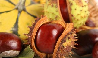 Castagne