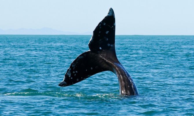 Balena nel mare