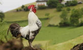 Alto Adige: estate nei masi ecologici 