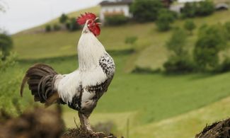 Alto Adige: estate nei masi ecologici 