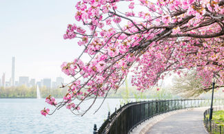 Central Park, New York