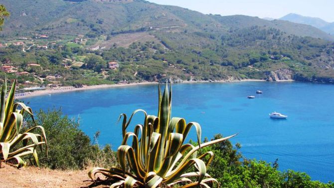 Isola d&amp;#39;Elba agave