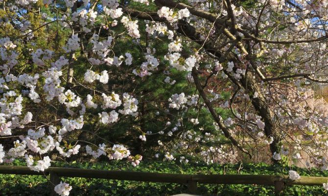 Brooklyn Botanic Garden