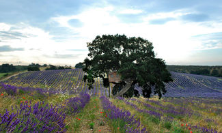 Tuscia, notti romantiche su alberi secolari