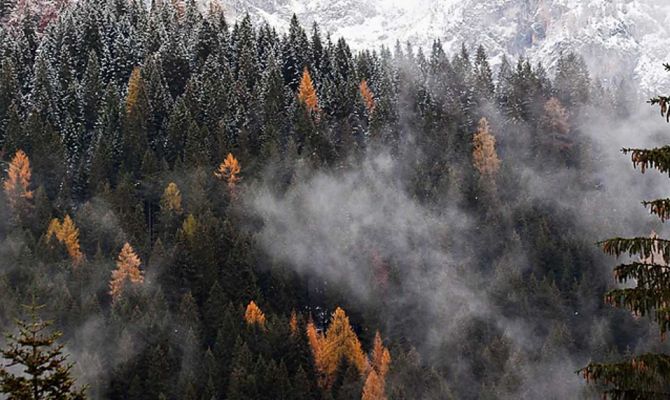 foliage dolomiti parco di paneveggio trentino bosco<br>