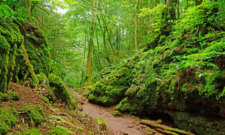 Forest of Dean