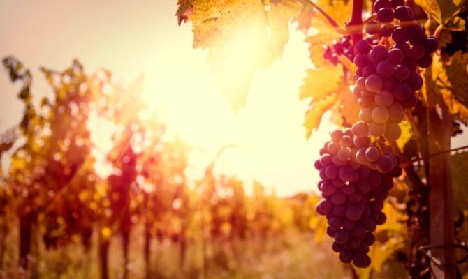 vigne,vigneti,autunno,vino