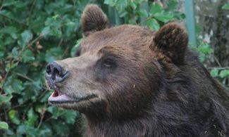 Spormaggiore: alla scoperta degli animali alpini