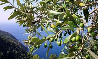 Salento: l'olio d’oliva “bio” diventa anti-age