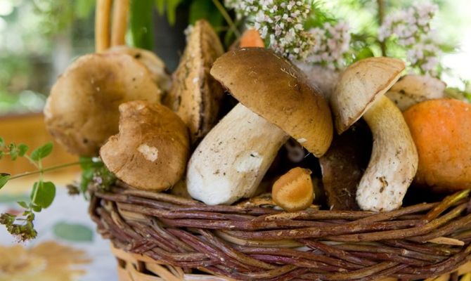 Cesta con funghi porcini