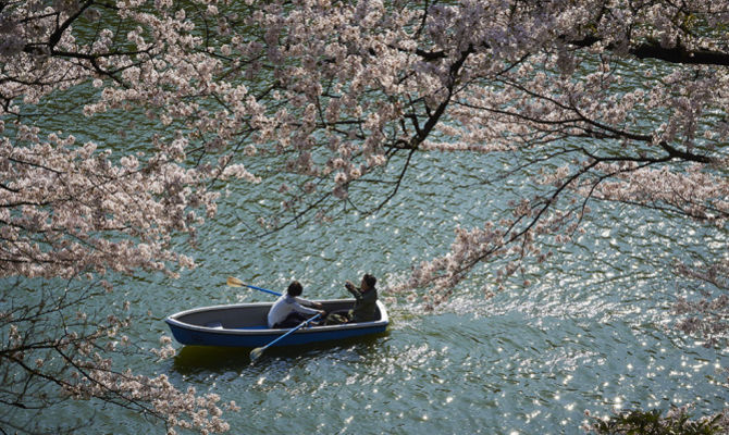 hanami tokyio fioritura ciliegi