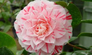 camelia locarno svizzera