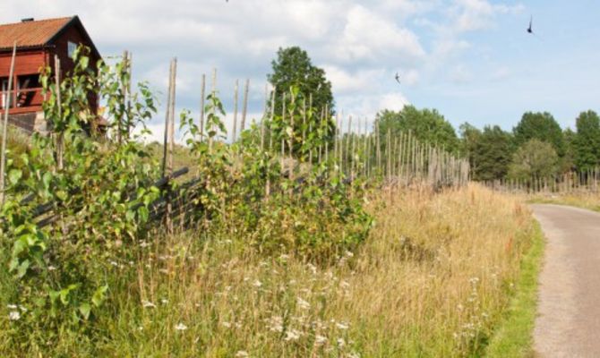 Strada di campagna