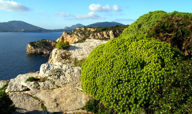 parco porto conte alghero sardegna paesaggio mare piante