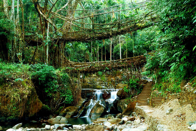 Living Root Bridge